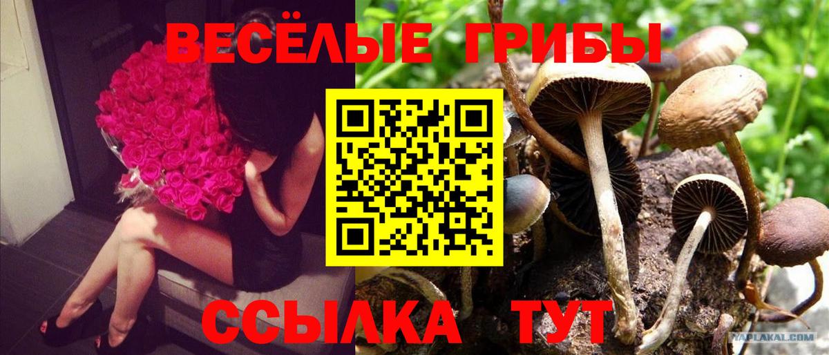 как найти закладки  Псилоцибиновые грибы GOLDEN TEACHER  Вход с VPN  Псилоцибиновые грибы MAGIC MUSHROOMS  Тверь 